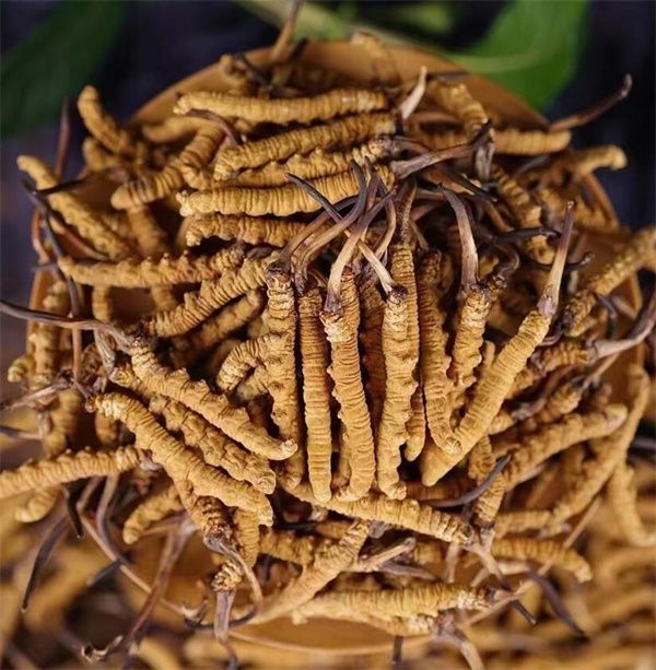 冬蟲夏草和西瓜子可以一起食用。冬蟲夏草被認(rèn)為具有滋陰補(bǔ)腎、益氣養(yǎng)血的作用，而西瓜子富含蛋白質(zhì)、脂肪、維生素B、鎂等營養(yǎng)物質(zhì)，有助于促進(jìn)消化、補(bǔ)充能量等。