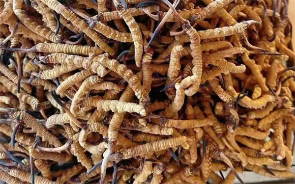 冬蟲夏草可以和番石榴一起吃嗎？