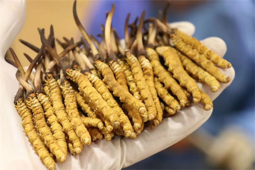 冬蟲(chóng)夏草到底是蟲(chóng)還是草？其實(shí)蟲(chóng)草是一種真菌