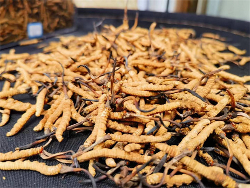 哪些人不能吃冬蟲夏草？這5類人慎食冬蟲夏草