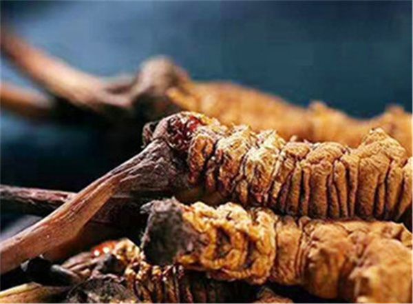 冬蟲夏草吃多了會不會上火？冬蟲夏草是一種溫補的草藥