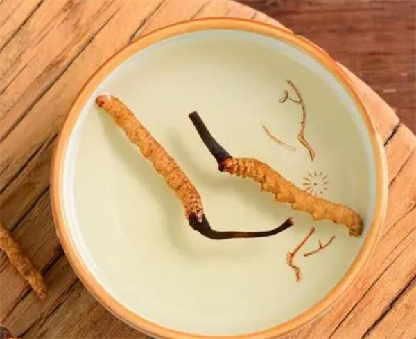 冬蟲夏草可以泡水喝嗎？冬蟲夏草泡水的步驟