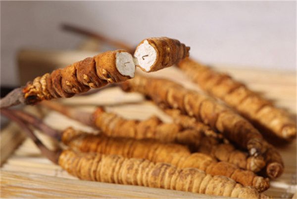 冬蟲夏草怎么食用？冬蟲夏草的食用指南