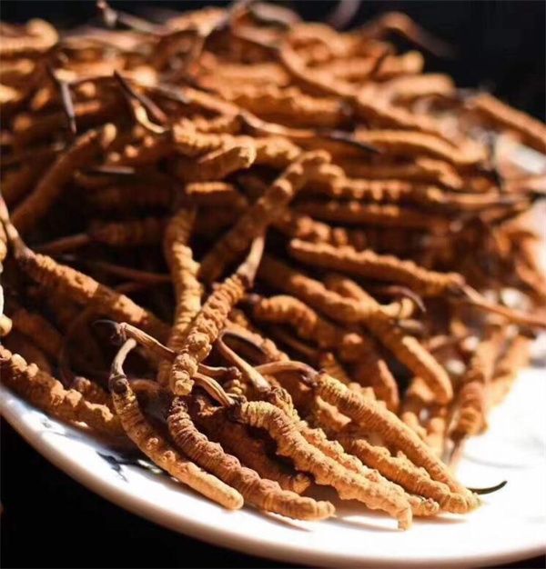 冬蟲夏草和什么一起吃效果好？冬蟲夏草的4種搭配食材