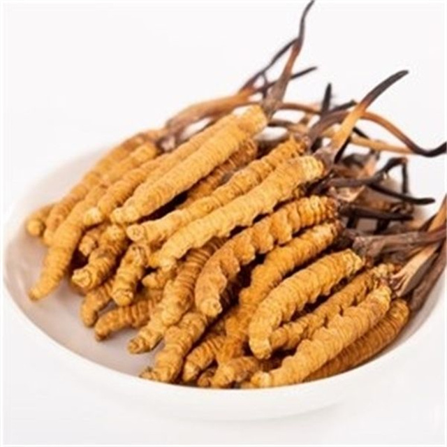 真的冬蟲夏草什么價(jià)格？冬蟲夏草價(jià)格的波動(dòng)與市場(chǎng)影響因素