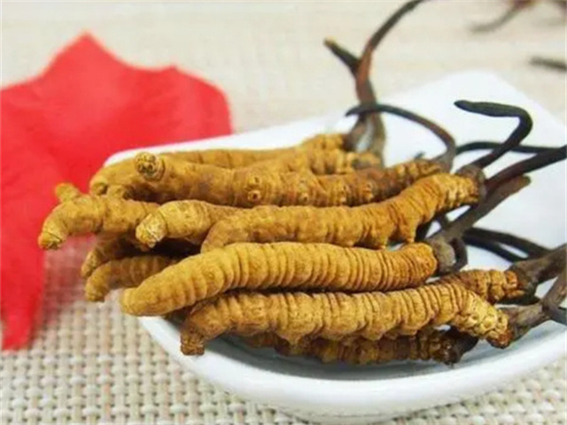 冬蟲夏草怎么食用？冬蟲夏草的4種食用方法