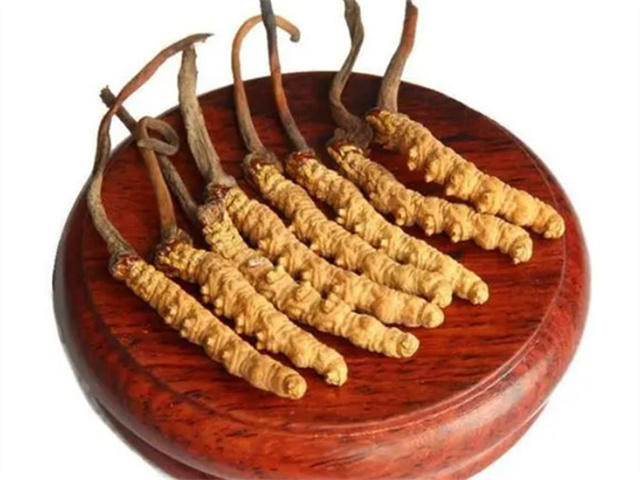 老人能吃冬蟲夏草嗎？老年人食用冬蟲夏草的4個(gè)好處