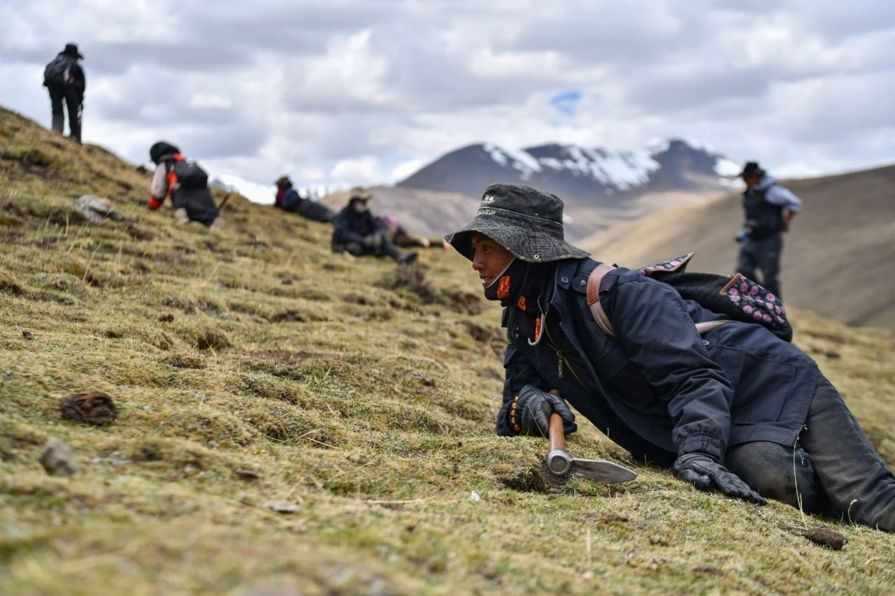 2.99萬公斤！那曲市冬蟲夏草產(chǎn)量創(chuàng)新高