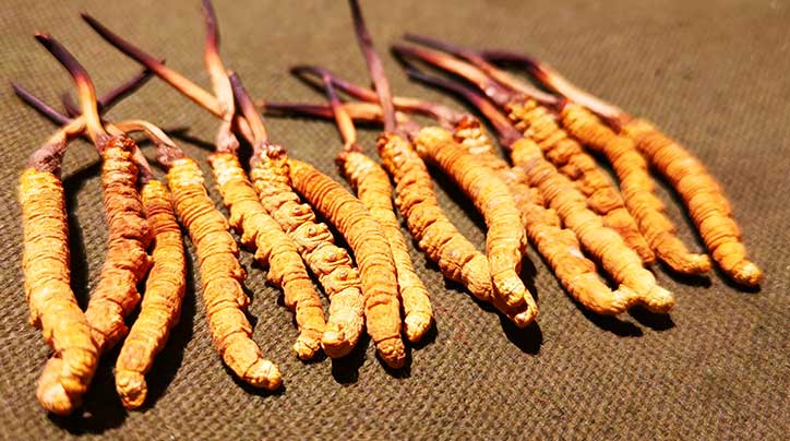 西藏自治區(qū)林業(yè)和草原局關(guān)于委托實(shí)施 出售國(guó)家二級(jí)保護(hù)野生植物冬蟲(chóng)夏草 審批事項(xiàng)的通告