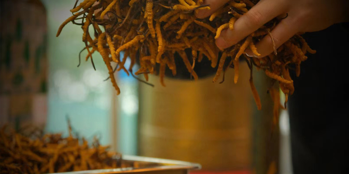 那曲冬蟲(chóng)夏草燉鴿子