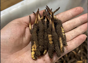 2025年那曲冬蟲(chóng)夏草上市時(shí)間解析