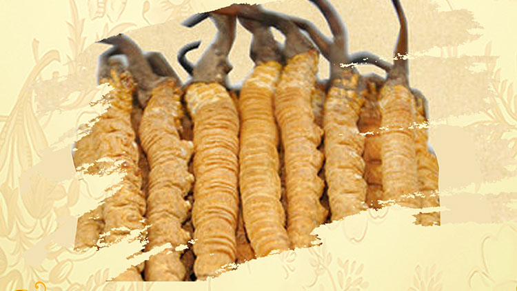 那曲蟲草買回家如何保存？這些小技巧要知道！