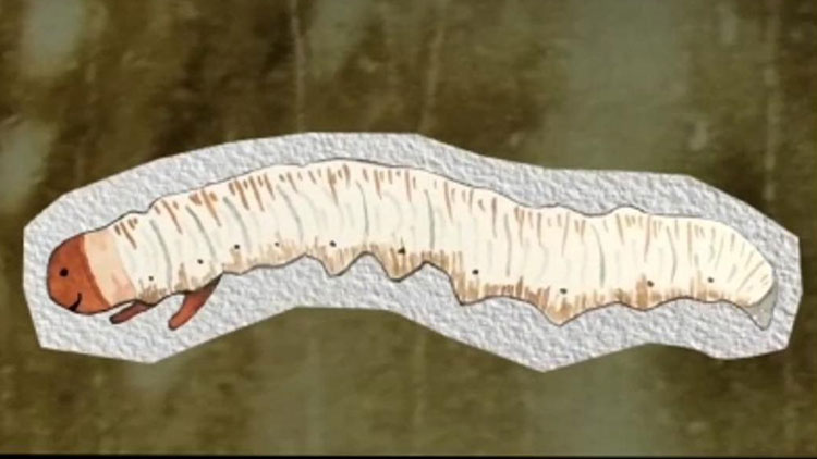 那曲蟲草哪些人最適合吃？