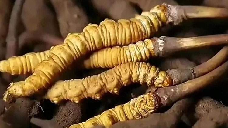  那曲蟲(chóng)草市場(chǎng)亂象揭秘：如何避免買(mǎi)到假貨？