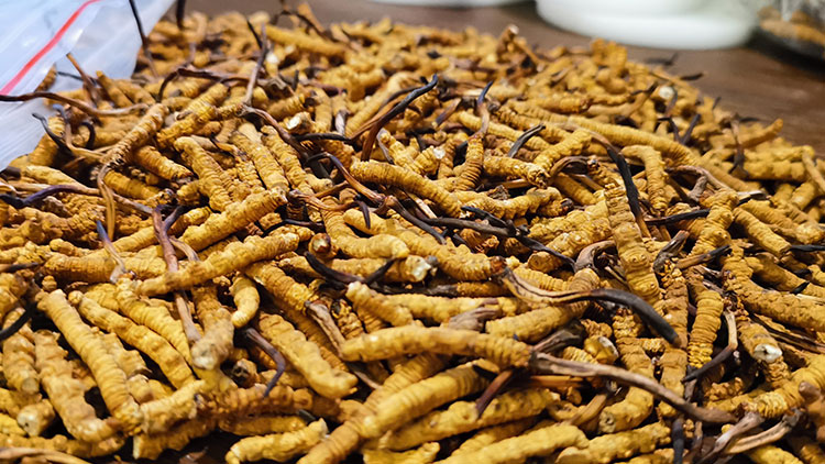 西藏新鮮蟲(chóng)草怎么保鮮