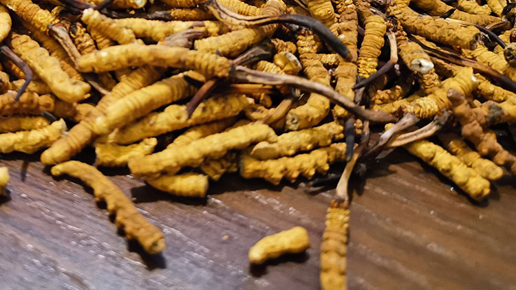 蟲(chóng)草鮮草和干草哪個(gè)貴