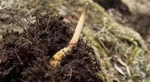  <a href=http://m.gdyuntian.com/xinxian/ target=_blank class=infotextkey>鮮冬蟲夏草</a>的多樣食用方法