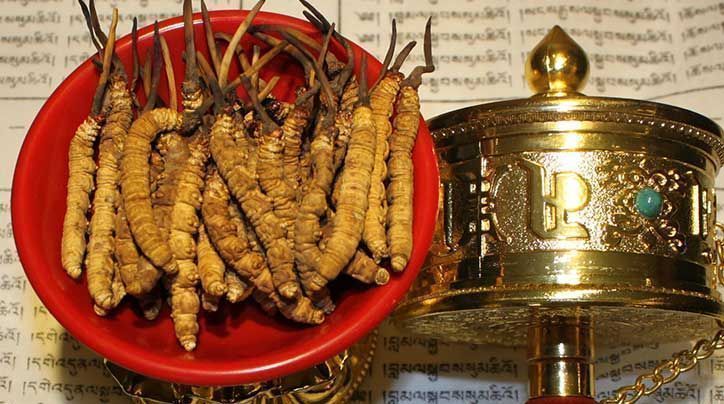 <a href=http://m.gdyuntian.com/ target=_blank class=infotextkey>那曲<a href=http://m.gdyuntian.com/ target=_blank class=infotextkey>冬蟲夏草</a></a>的有哪些藥用價(jià)值