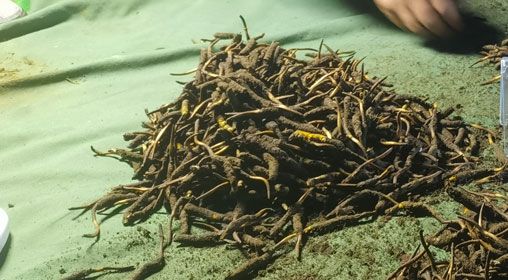 <a href=http://m.gdyuntian.com/xinxian/ target=_blank class=infotextkey>鮮冬蟲夏草</a>的正確食用方法指南