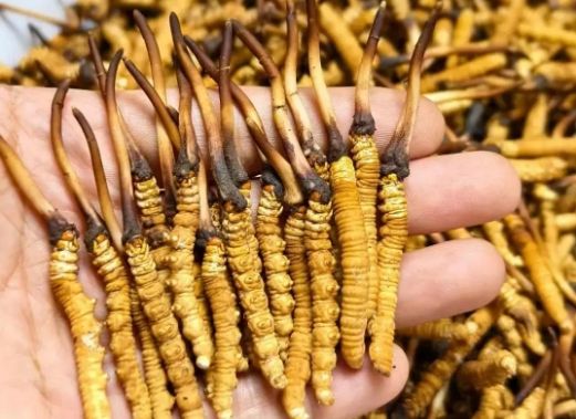 <a href=http://m.gdyuntian.com/sdph/zcw/ target=_blank class=infotextkey>珍草王冬蟲夏草</a>是真的嗎？