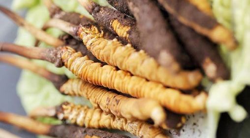 <a href=http://m.gdyuntian.com/xinxian/ target=_blank class=infotextkey>鮮冬蟲夏草</a>功效與食用方法詳解