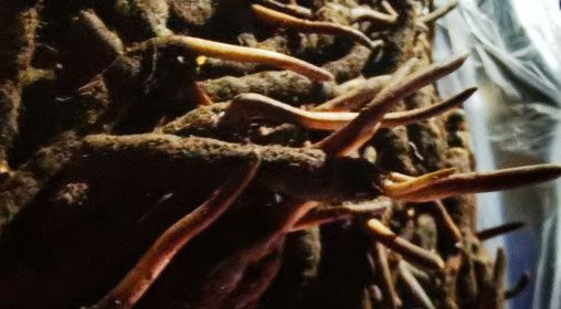 <a href=http://m.gdyuntian.com/xinxian/ target=_blank class=infotextkey>新<a href=http://m.gdyuntian.com/xinxian/ target=_blank class=infotextkey>鮮冬蟲夏草</a></a>的多種食用方法