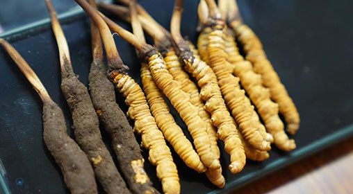 新鮮<a href=http://m.gdyuntian.com/jiage/ target=_blank class=infotextkey>冬蟲(chóng)夏草價(jià)格</a>查詢