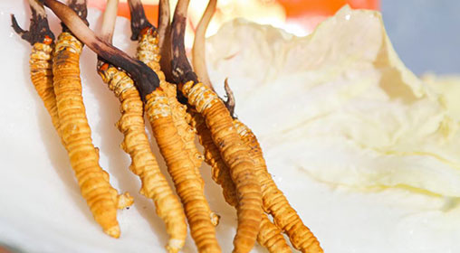新鮮冬蟲(chóng)夏草價(jià)格