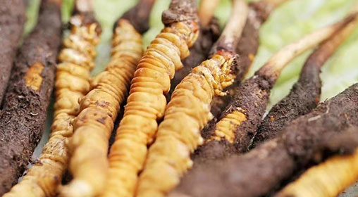 新鮮冬蟲(chóng)夏草怎么洗