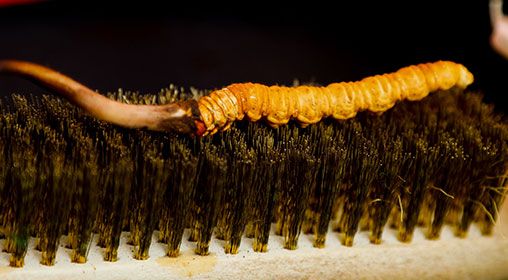 新鮮冬蟲(chóng)夏草怎么晾干 