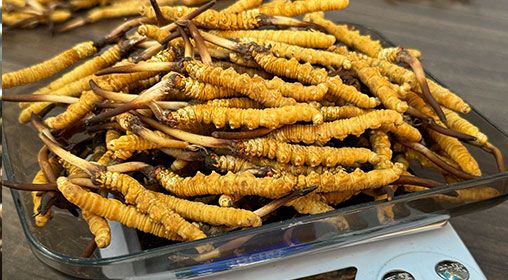 新鮮的冬蟲夏草價(jià)格 