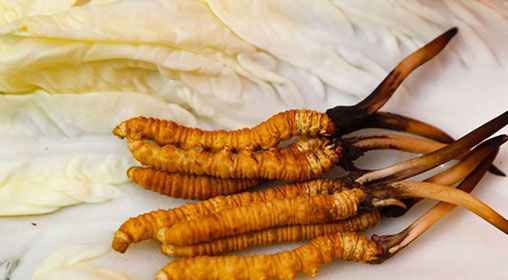 那曲雪域<a href=http://m.gdyuntian.com/xinxian/ target=_blank class=infotextkey>新<a href=http://m.gdyuntian.com/xinxian/ target=_blank class=infotextkey>鮮冬蟲夏草</a></a>