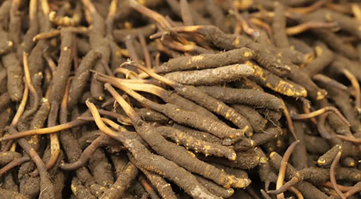 新鮮冬蟲(chóng)夏草哪里買(mǎi)