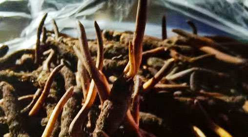 新鮮冬蟲(chóng)夏草排骨湯