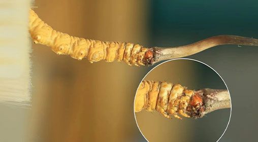 新鮮冬蟲夏草寶寶能吃嗎