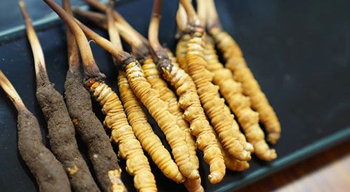 魚翅與<a href=http://m.gdyuntian.com/xinxian/ target=_blank class=infotextkey>新<a href=http://m.gdyuntian.com/xinxian/ target=_blank class=infotextkey>鮮冬蟲夏草</a></a>