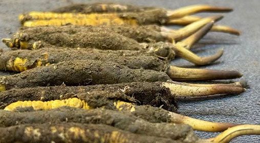 那曲<a href=http://m.gdyuntian.com/xinxian/ target=_blank class=infotextkey>新<a href=http://m.gdyuntian.com/xinxian/ target=_blank class=infotextkey>鮮冬蟲(chóng)夏草</a></a>采摘