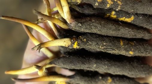 <a href=http://m.gdyuntian.com/xinxian/ target=_blank class=infotextkey>新<a href=http://m.gdyuntian.com/xinxian/ target=_blank class=infotextkey>鮮冬蟲夏草</a></a>晾曬 