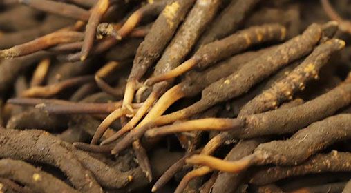 <a href=http://m.gdyuntian.com/xinxian/ target=_blank class=infotextkey>新<a href=http://m.gdyuntian.com/xinxian/ target=_blank class=infotextkey>鮮冬蟲夏草</a></a>品質(zhì)