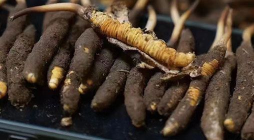 <a href=http://m.gdyuntian.com/xinxian/ target=_blank class=infotextkey>新<a href=http://m.gdyuntian.com/xinxian/ target=_blank class=infotextkey>鮮冬蟲夏草</a></a>發(fā)貨 