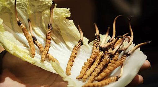 冷藏<a href=http://m.gdyuntian.com/xinxian/ target=_blank class=infotextkey>新<a href=http://m.gdyuntian.com/xinxian/ target=_blank class=infotextkey>鮮冬蟲夏草</a></a>   