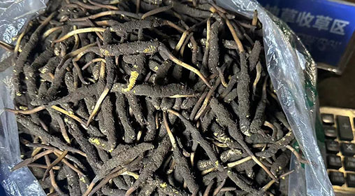 新鮮冬蟲夏草出售