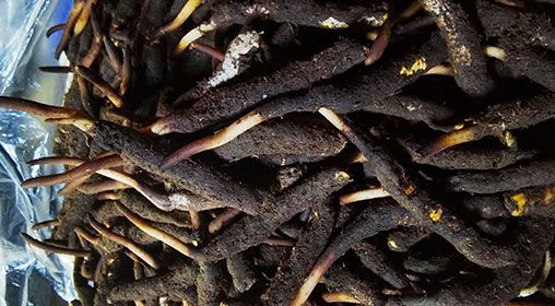 <a href=http://m.gdyuntian.com/xinxian/ target=_blank class=infotextkey>新<a href=http://m.gdyuntian.com/xinxian/ target=_blank class=infotextkey>鮮冬蟲夏草</a></a>產(chǎn)地