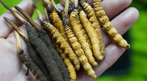 <a href=http://m.gdyuntian.com/xinxian/ target=_blank class=infotextkey>新<a href=http://m.gdyuntian.com/xinxian/ target=_blank class=infotextkey>鮮冬蟲夏草</a></a>服用