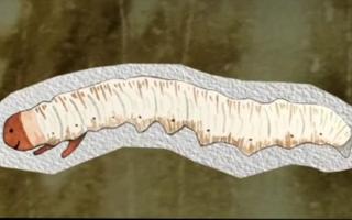 蟲(chóng)草的種類大全：探秘真菌界的奇妙世界