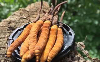 蟲(chóng)草是什么？揭秘“軟黃金”的奧秘