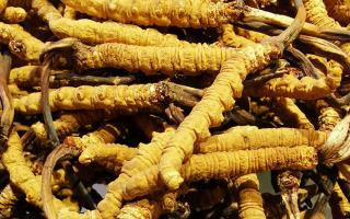 冬蟲夏草是什么味道？揭秘“軟黃金”的獨(dú)特風(fēng)味