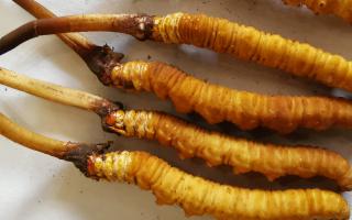 冬蟲夏草泡酒最佳配方：滋補養(yǎng)生，強身健體