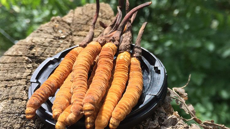 哪個牌子的冬蟲夏草好？2024年權威選購指南