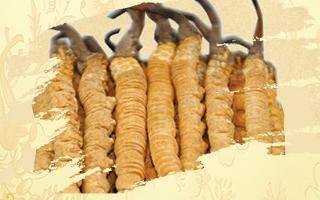 冬蟲夏草御寒效果好嗎？科學(xué)解讀其抗寒機制